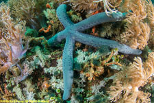 sea star